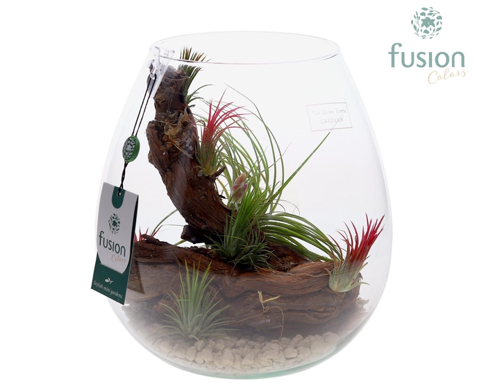 <h4>Green Bottle Abby Large met Tillandsia Air Plants</h4>