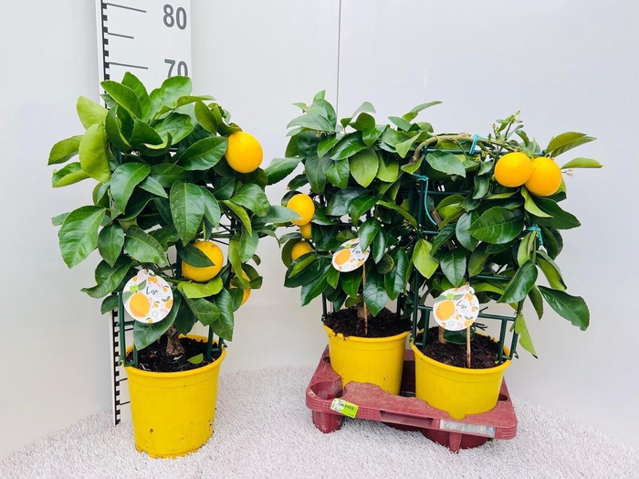 <h4>CITR MEYERI MEYER</h4>