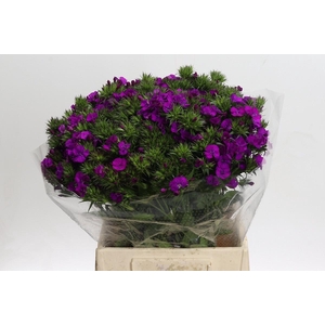 Dianthus Br Amazon Neon Purple