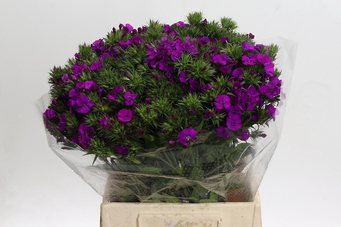 <h4>Dianthus Br Amazon Neon Purple</h4>