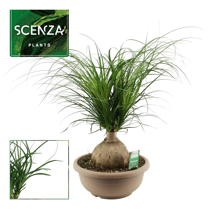 <h4>Beaucarnea bol 30 cm (Scenza)</h4>