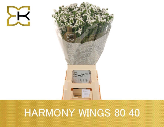 <h4>Lim S Harmony Wings</h4>