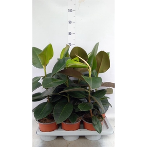Ficus elastica 'Robusta'