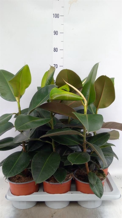 <h4>Ficus elastica 'Robusta'</h4>