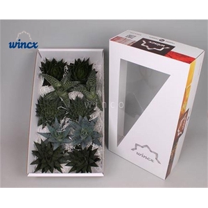 Aloe Mix (wincx) Cutflower