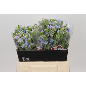 Oxypetalum Tweedia Blue