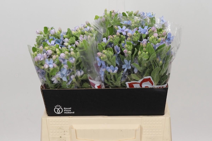 <h4>Oxypetalum Tweedia Blue</h4>