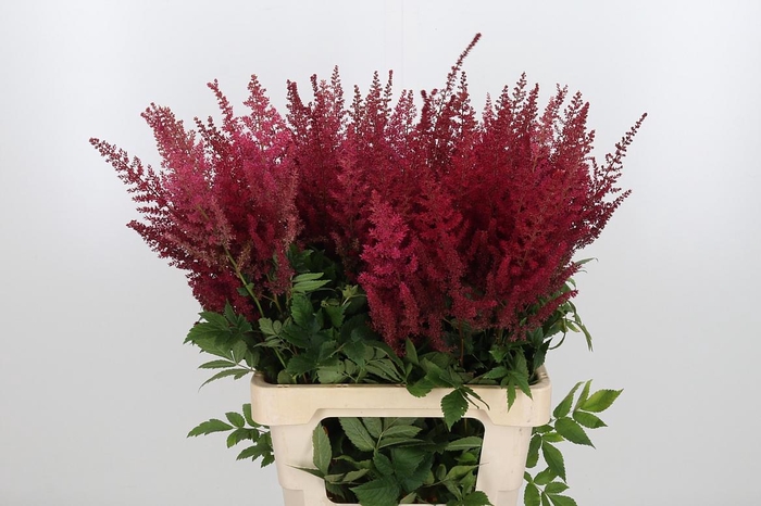 <h4>Astil Ar Else Schluc</h4>