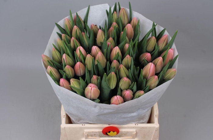 <h4>Tulipa si tresor</h4>