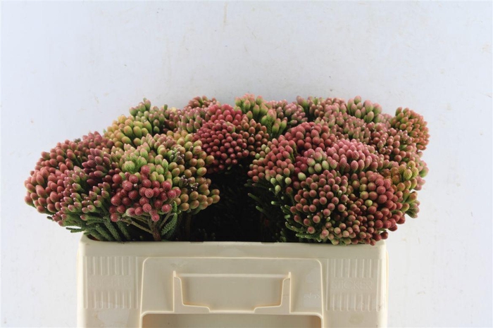 <h4>Kaaps Brunia La Red</h4>