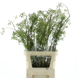 Rosa Corallo Green