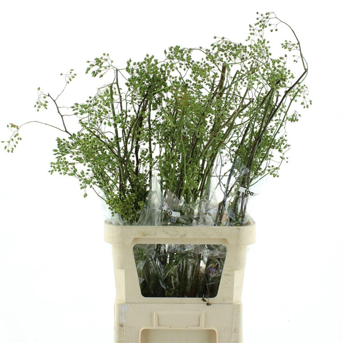 <h4>Rosa Corallo Green</h4>