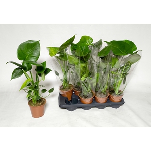 MONSTERA DELICIOSA