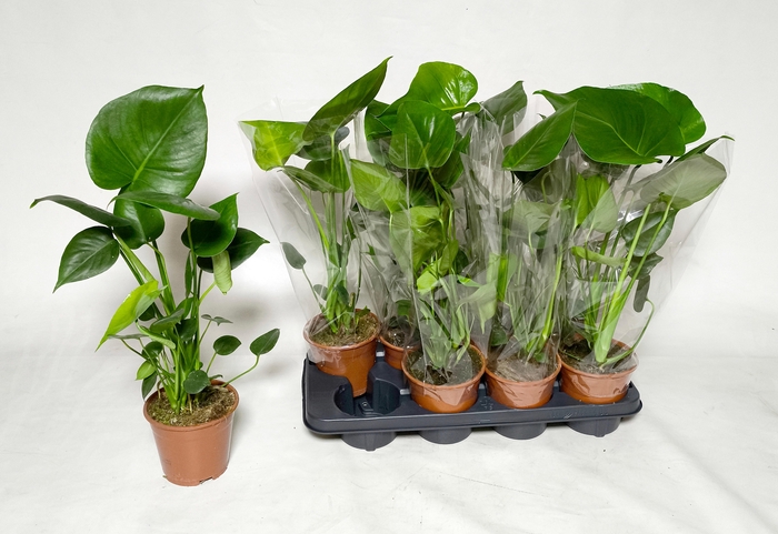 <h4>MONSTERA DELICIOSA</h4>
