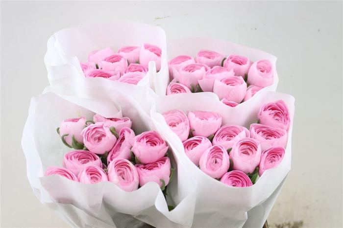 Ran Cloni Ex Lady Hanoi Pink