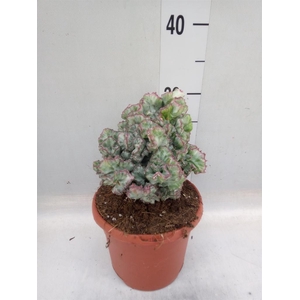 Euphorbia lactea 'Cristata'