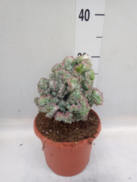 <h4>Euphorbia lactea 'Cristata'</h4>