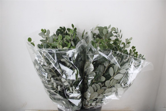 <h4>Pittosp Ralphi Leaves 200gr P Bunch</h4>