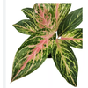 AGLAONEMA COCOMELON P12