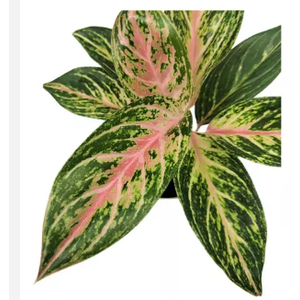 AGLAONEMA COCOMELON P12