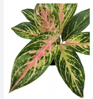 <h4>AGLAONEMA COCOMELON P12</h4>