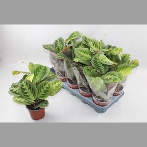 MARANTA OV
