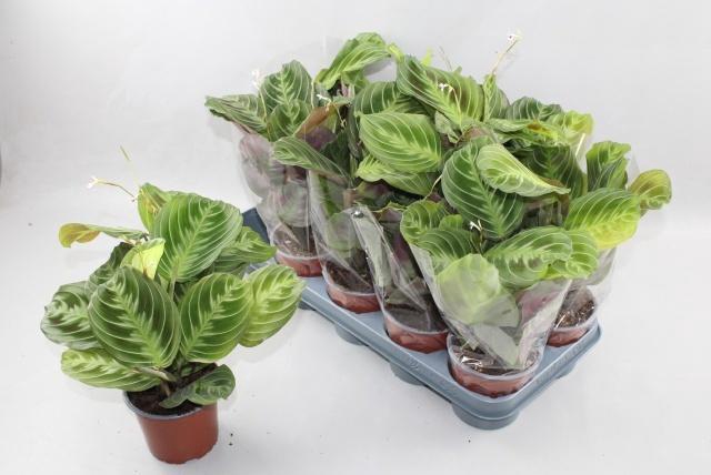 <h4>MARANTA OV</h4>