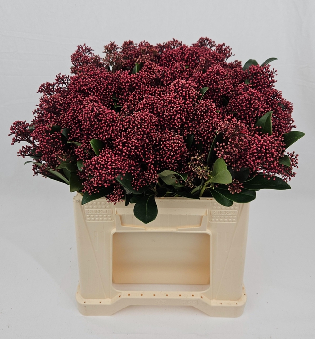 <h4>SKIM J RUBELLA BS</h4>