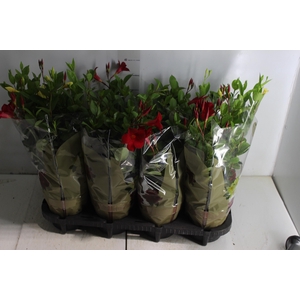 DIPLADENIA PICOLI P14 VARIADO