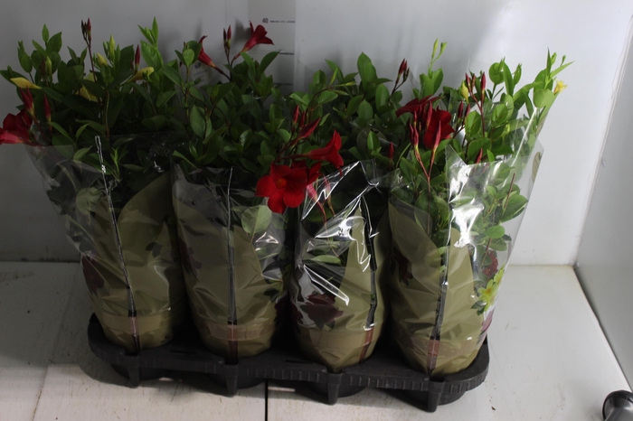 <h4>DIPLADENIA PICOLI P14 VARIADO</h4>