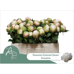 PAEO COL OWEN COUSIN