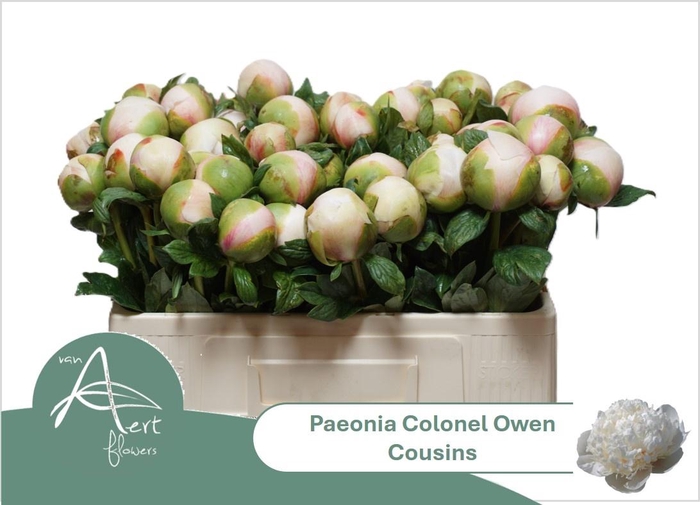 <h4>PAEO COL OWEN COUSIN</h4>