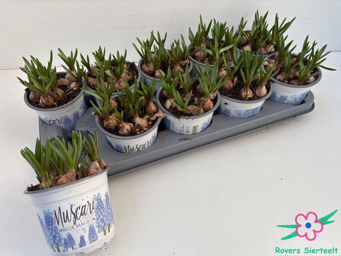 <h4>MUSCAR BLUE MAGIC</h4>