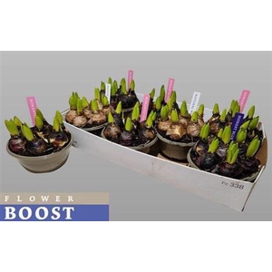 Hyacin Pear Gem 4 Kl 5pp