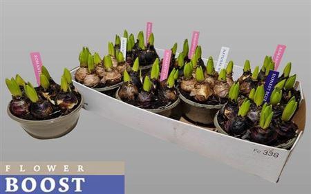 <h4>Hyacin Pear Gem 4 Kl 5pp</h4>