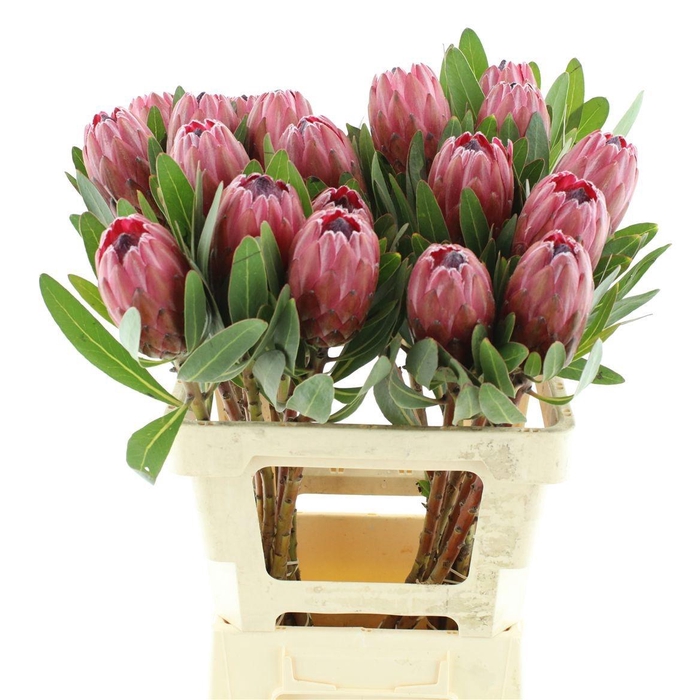 <h4>PROTEA LANCELOT</h4>