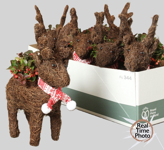 <h4>ARR TUINPLANTEN</h4>