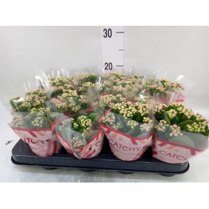Kalanchoe blos. 'Calandiva Zeta'