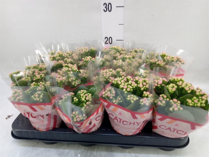 <h4>Kalanchoe blos. 'Calandiva Zeta'</h4>