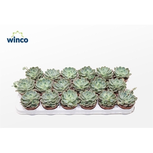 Echeveria Minima (blue) Ssp.