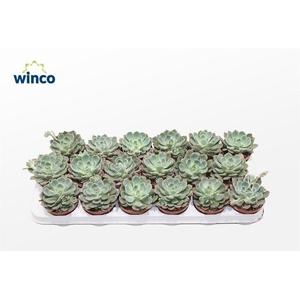 Echeveria Minima (blue) Ssp.