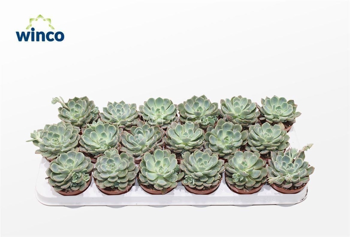 <h4>Echeveria Minima (blue) Ssp.</h4>