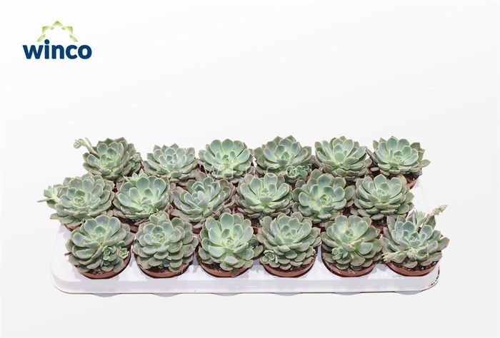 Echeveria Minima (blue) Ssp.