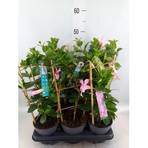Mandevilla am. 'Sundav Cream Pink'