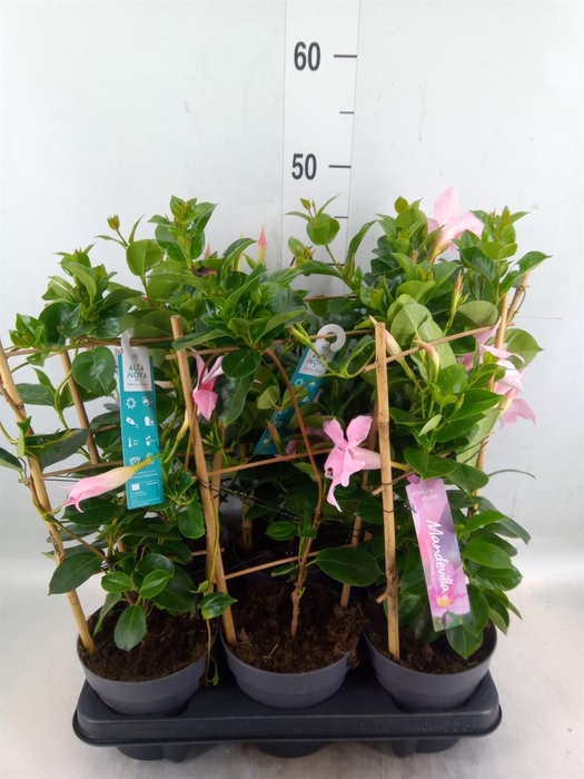 <h4>Mandevilla am. 'Sundav Cream Pink'</h4>