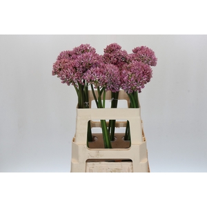 Allium Pink Jewel
