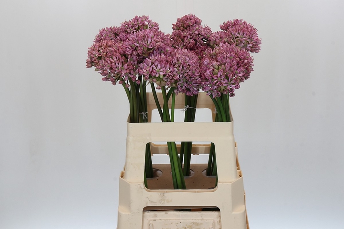 <h4>Allium Pink Jewel</h4>