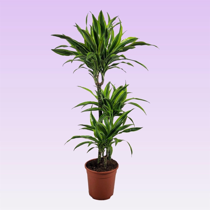<h4>Dracaena fr de 'LemonLime'</h4>