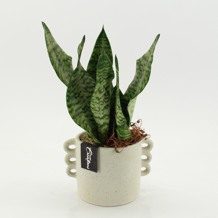 <h4>ARR SUCCULENTEN H%</h4>