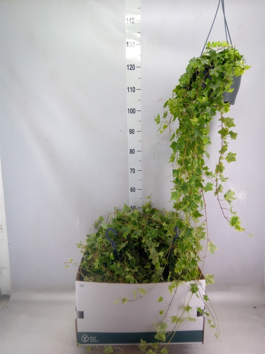 <h4>Hedera helix 'Mint Kolibri'</h4>